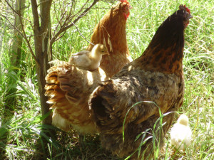 Chooks demonstrate future survival technique.